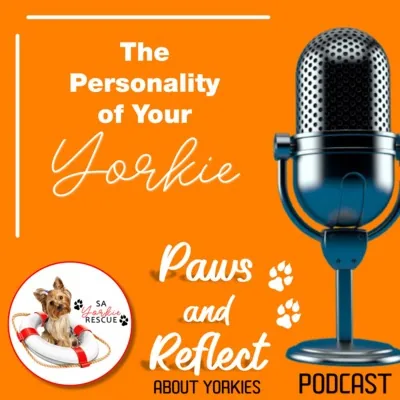 Paws and Reflect podcast: the personality of your Yorkie