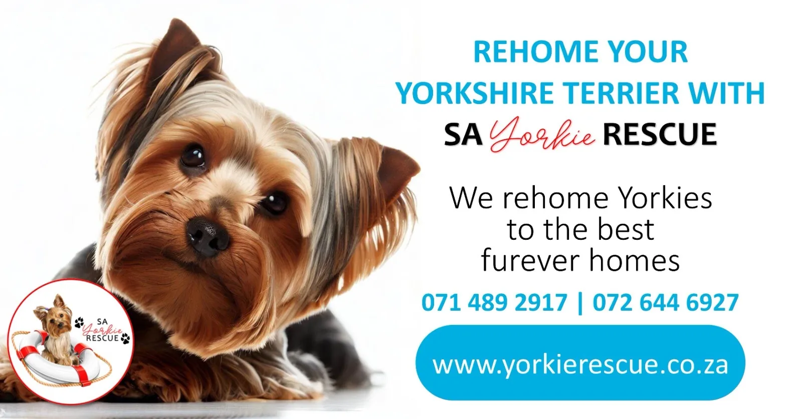 Rehome your Yorkshire Terrier with SA Yorkie Rescue: we rehome Yorkies to the best furever homes