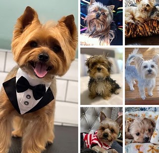 Yorkies for re-homing