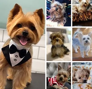 Yorkies for re-homing
