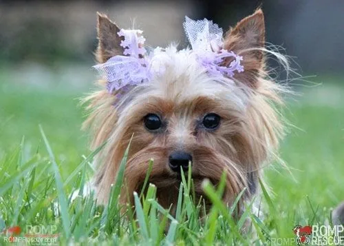 Surrender rehome your Yorkie with Yorkie rescue South Africa