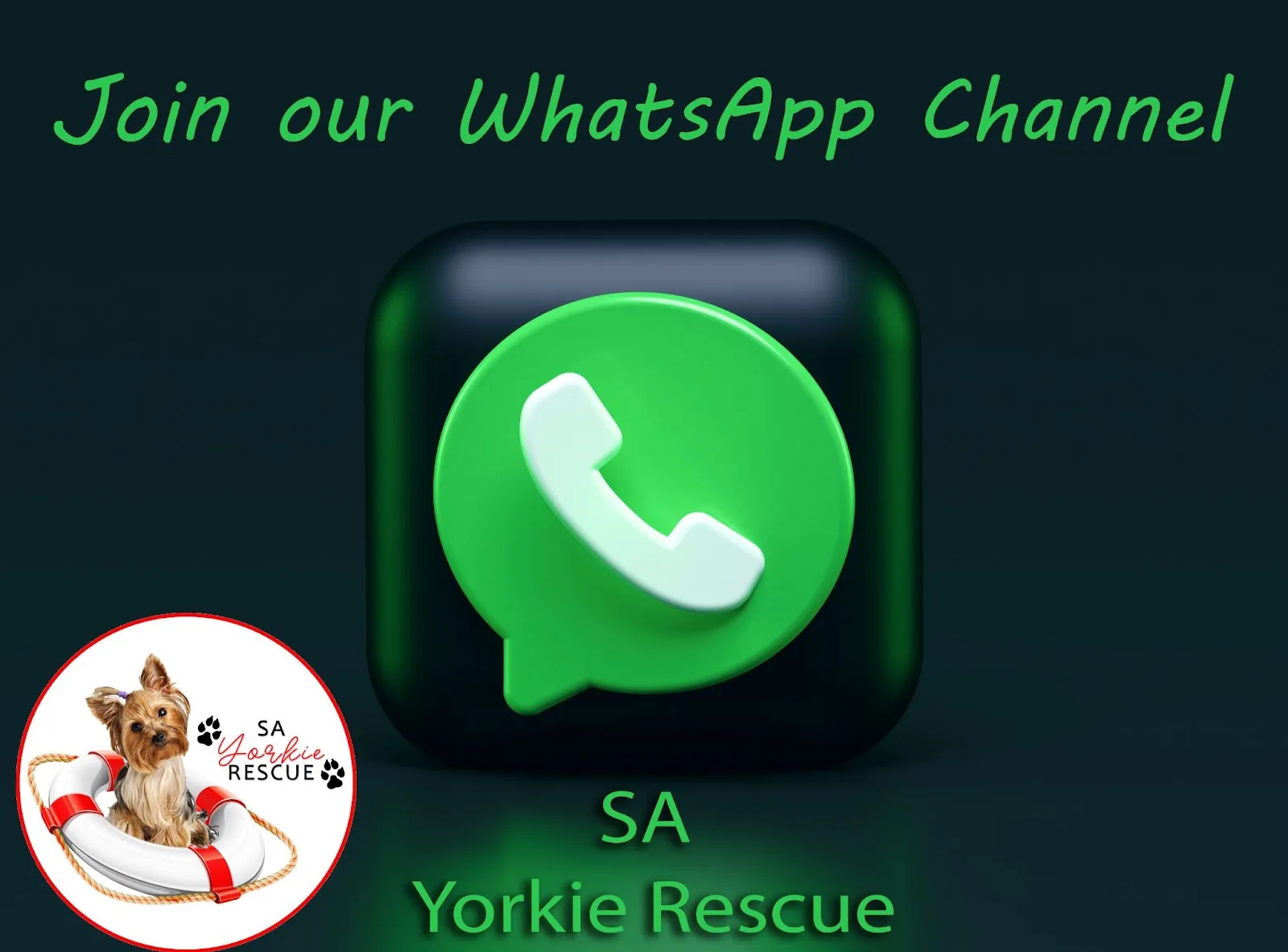 Join the SA Yorkie Rescue WhatsApp channel