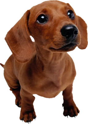Brown dachshund looking up