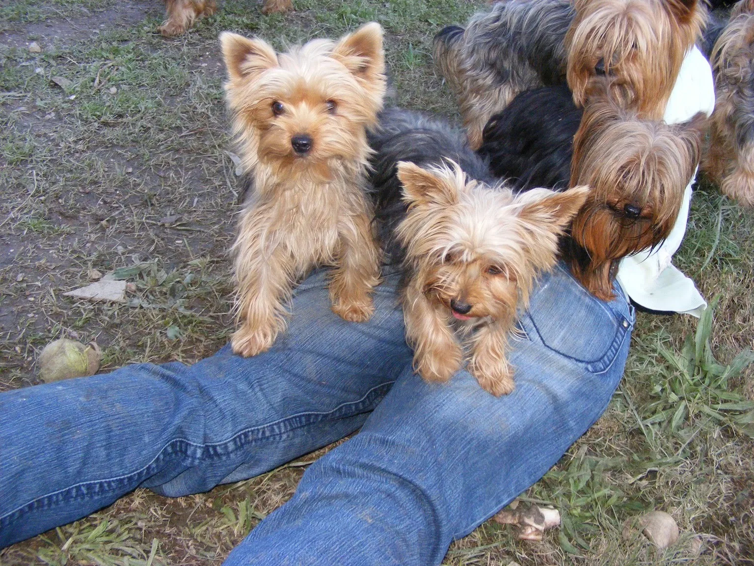 Yorkie seats