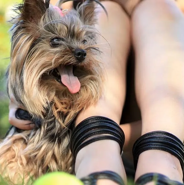 Yorkie being loved by new adoptive parent