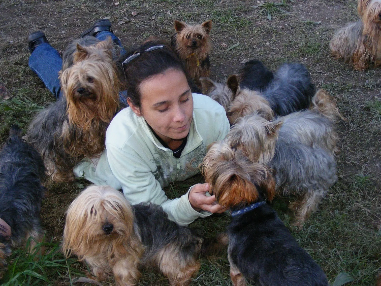 Angelique the Yorkie Guardian