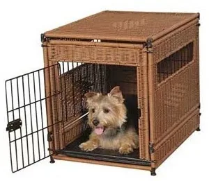 Yorkie in crate for toilet training
