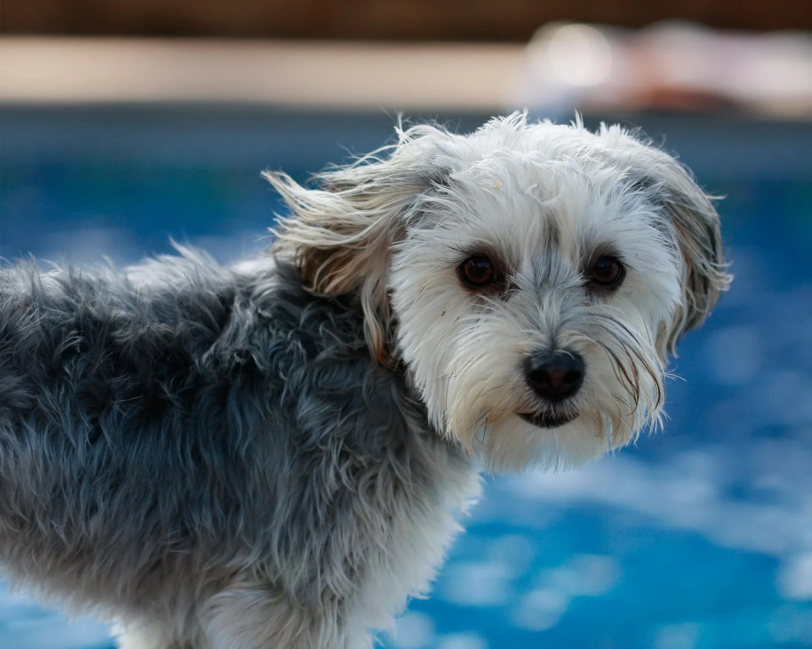 Morkie (Maltese + Yorkie)