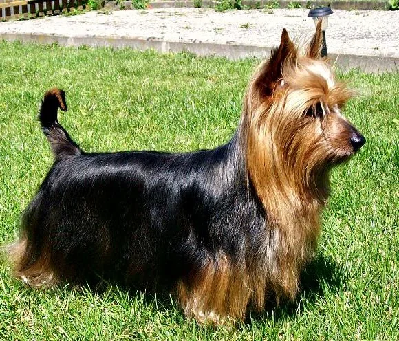 Silky terrier