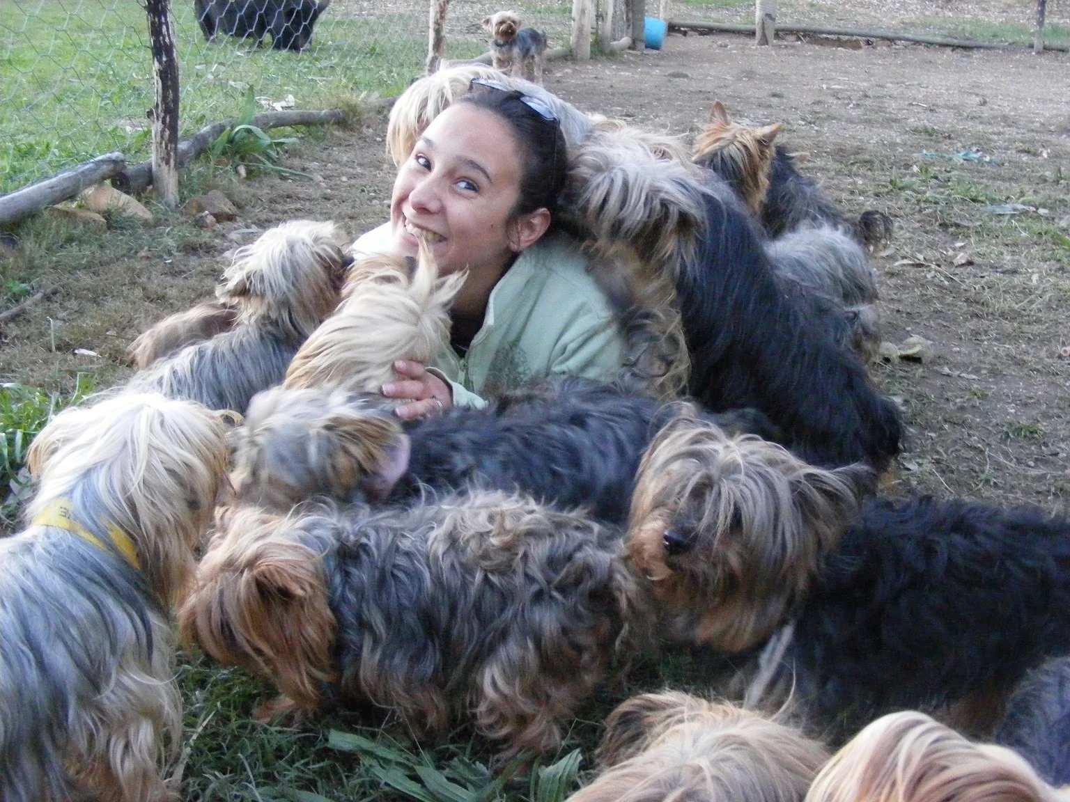 Angelique getting Yorkie Kisses hello