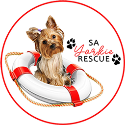 Official Logo for SA Yorkie Rescue