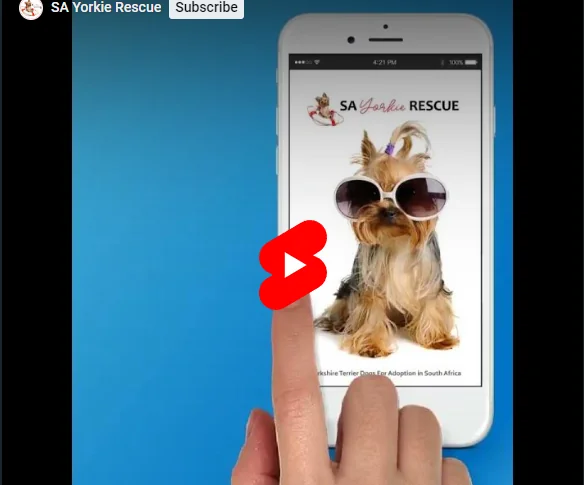 Watch the video about the SA Yorkie Rescue Android app.