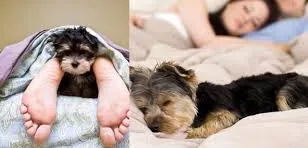 Little Yorkie comfortable with it's new humans